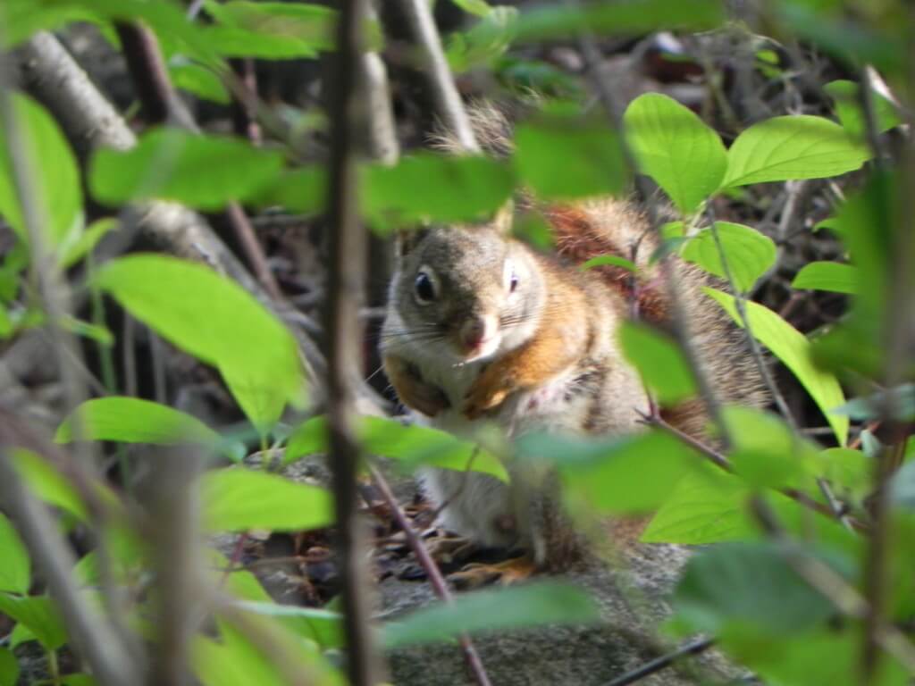 カナダのキャンピング基本情報（その3）