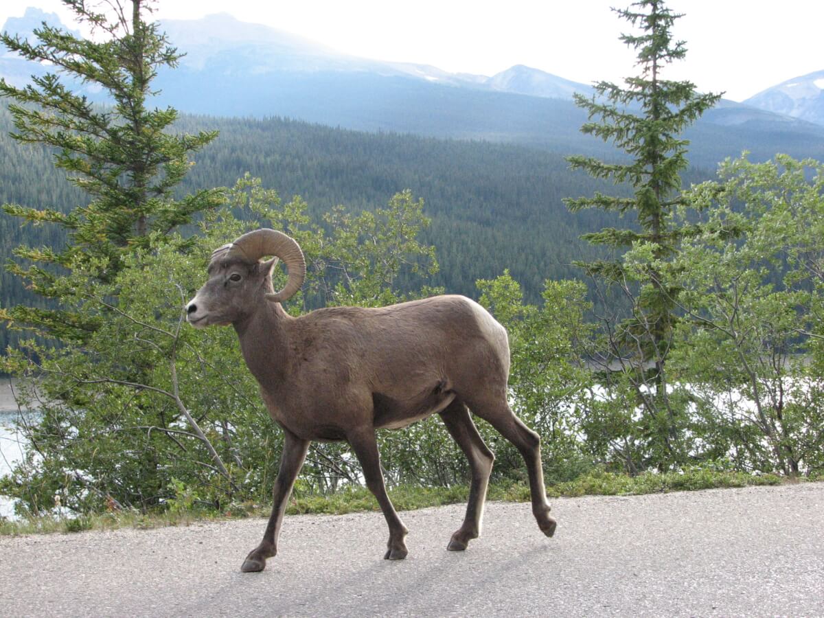 レア！インディアン人形 毛皮の帽子付き ビンテージ カナダのバンフ