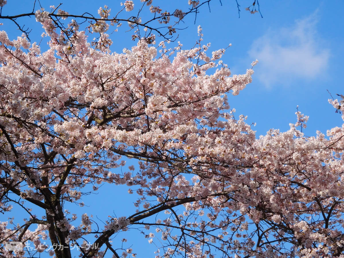桜の写真