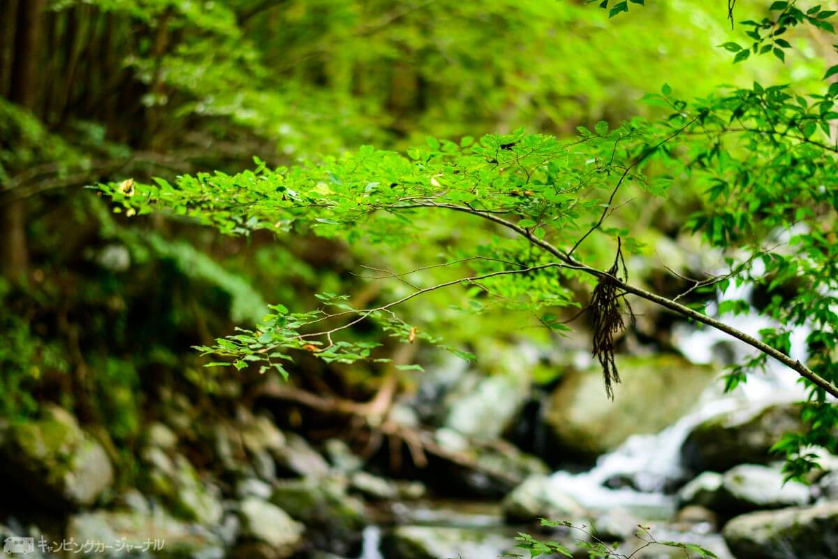 沢