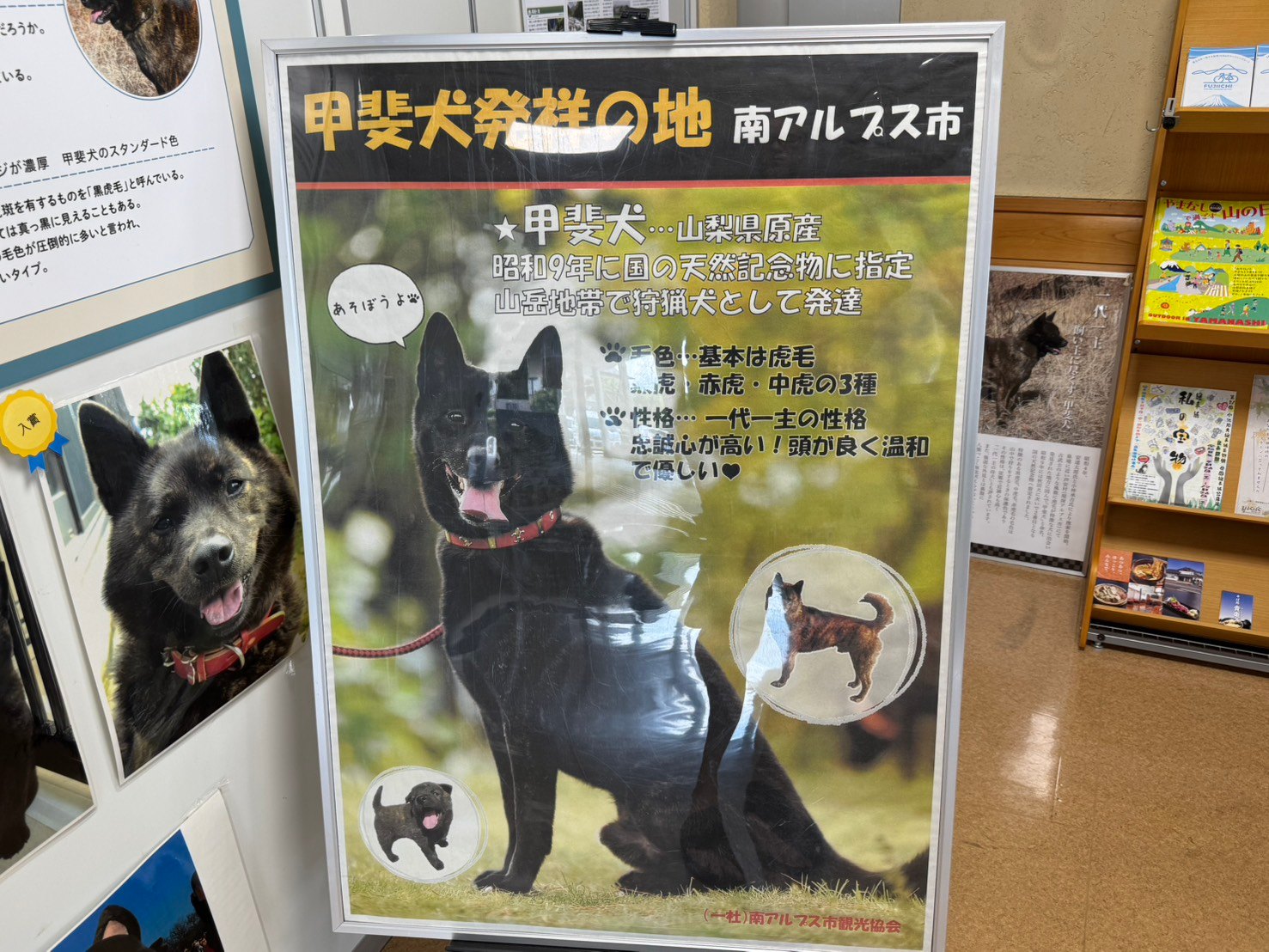 甲斐犬発祥の地と紹介する南アルプス市の展示パネル