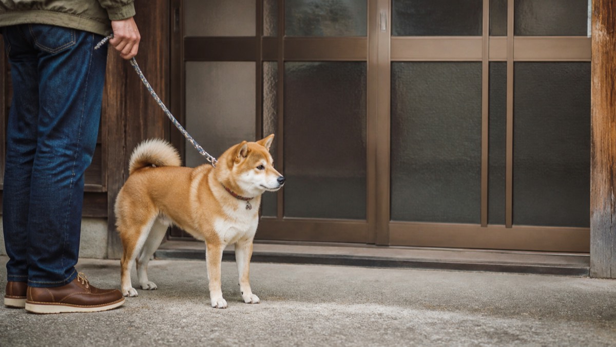 閉じたガラス戸の玄関前で、リードをつけた柴犬が飼い主の足元に立ち、建物の外で待っている様子