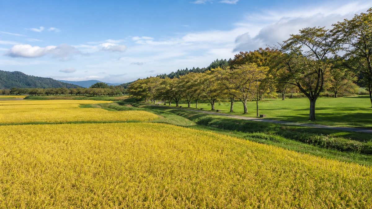 八乙女公園の桜並木をイメージした田園風景(イメージ)