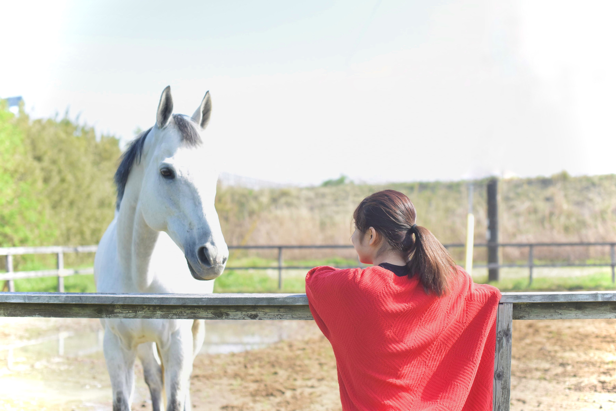 Horse Value