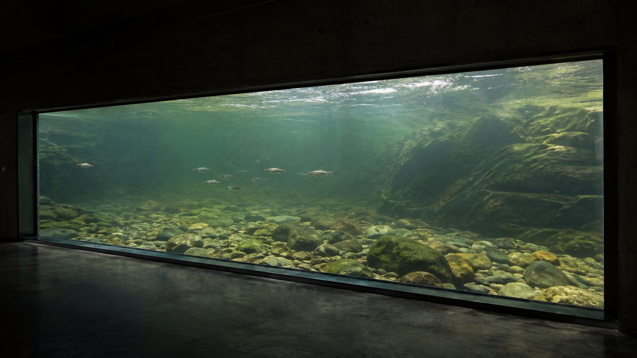 川の中を横から見られる水族館の水中観察窓と淡水魚(イメージ)
